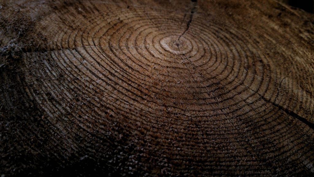 Tree stump devon