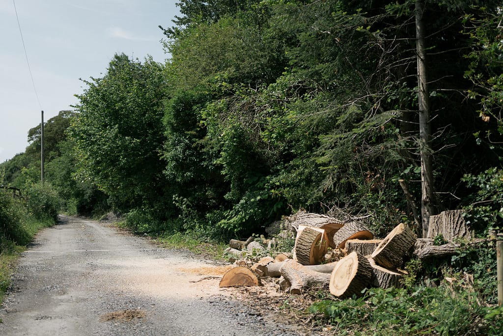 Emergency tree removal devon