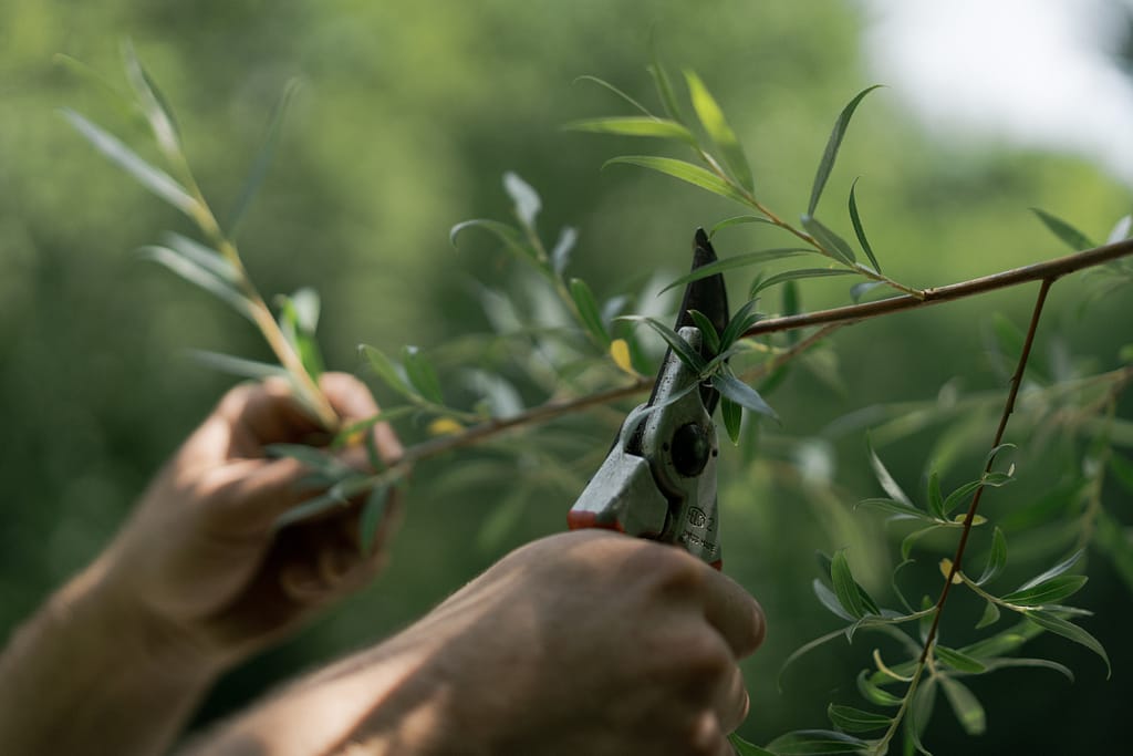 Tree pruning devon