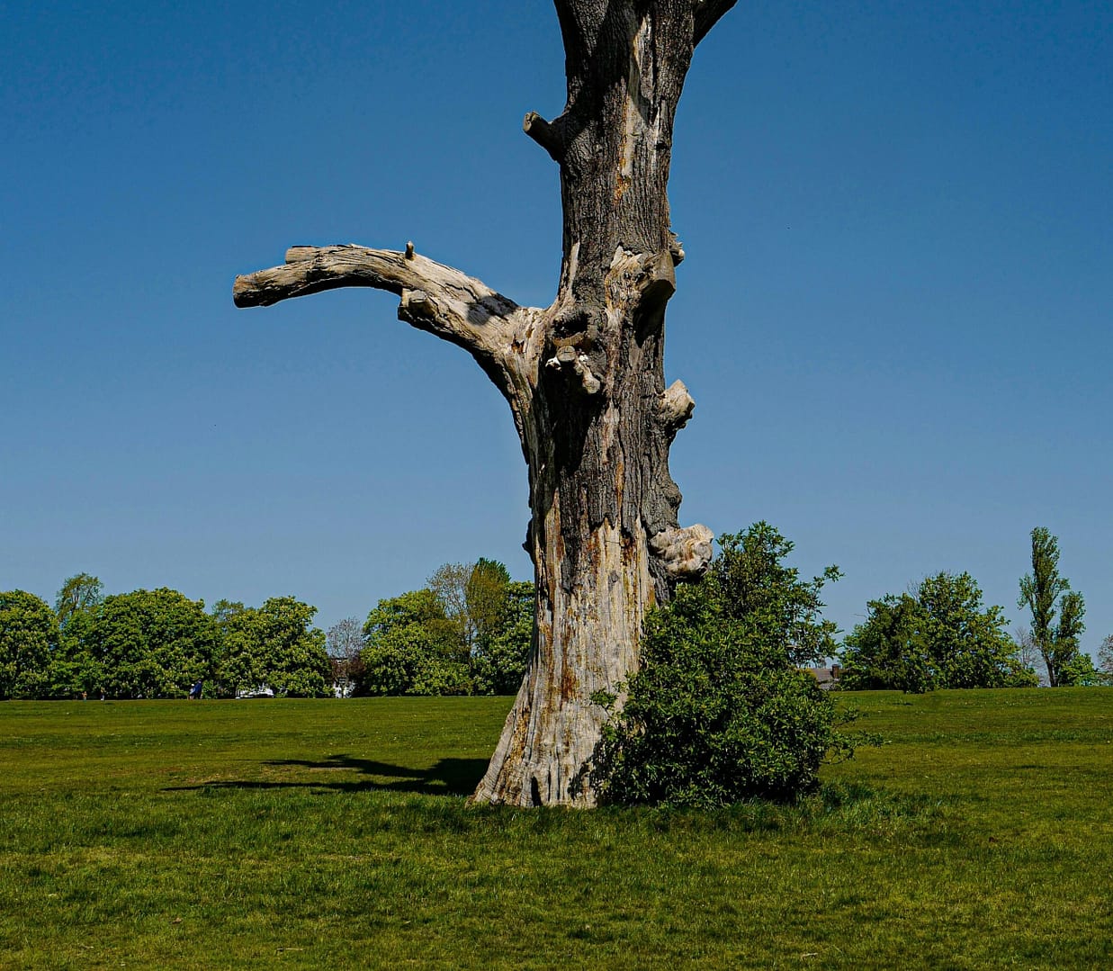 Deadwood tree devon