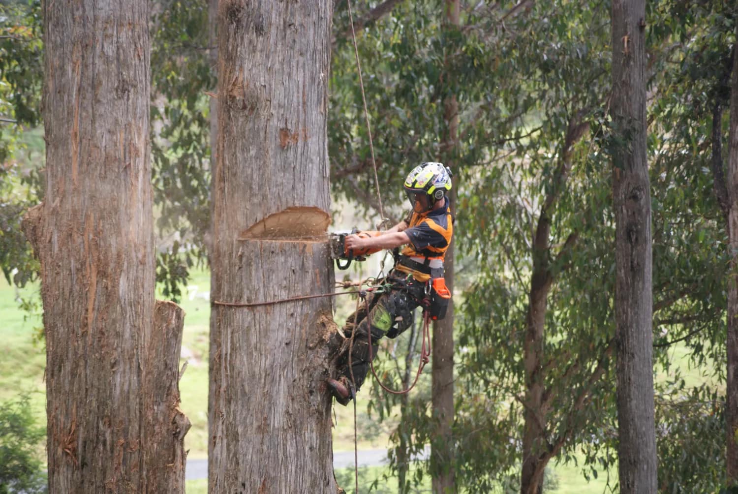 Tree surgeon devon