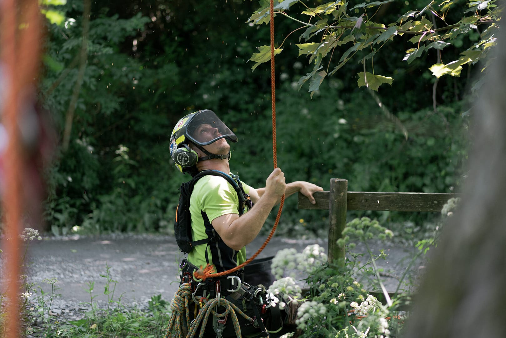 Tree surgeon looking up devon