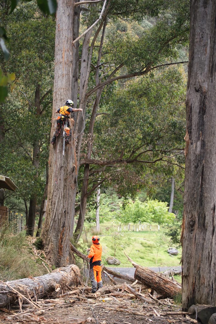 Climbing tree surgeon devon