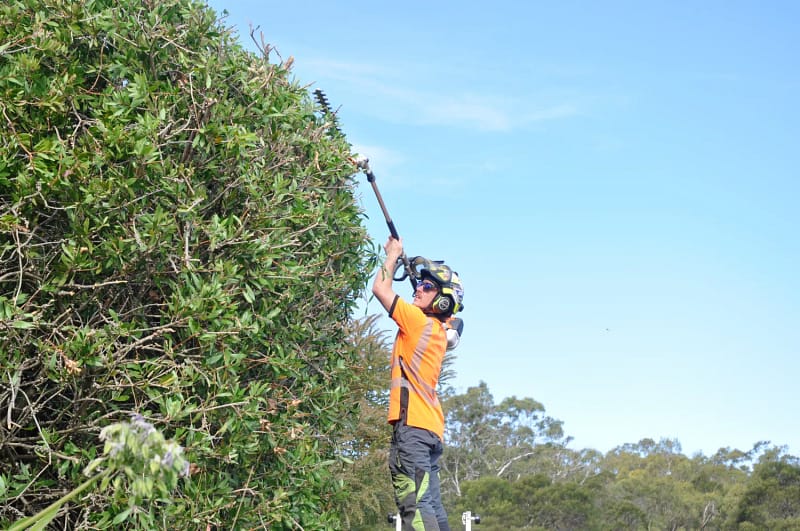 Hedge trimming devon