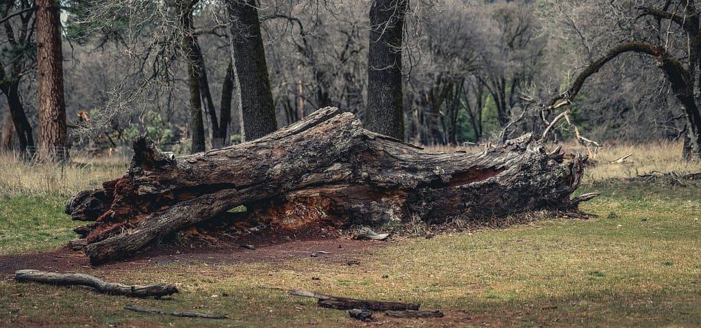 Deadwood habitat devon