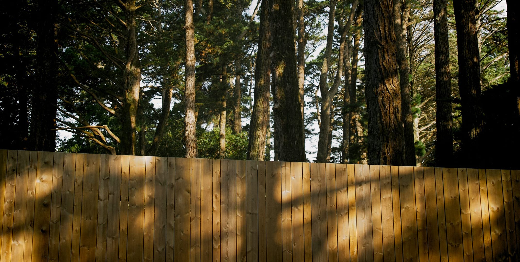 Wooden fence and trees devon